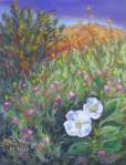 Desert Wildflowers
