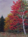 Hill - White Birch, Red Maple